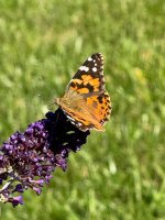 IMG_5318.jpeg