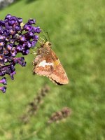 IMG_5321.jpeg