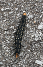 MOTH 2.png