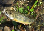 Lebo_Fish
