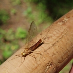 flyfishingNZ