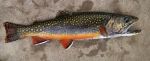 WILDBROOKIE