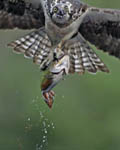 osprey