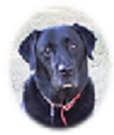 fly_doggie