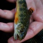 FlyFishingSEPA