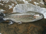 pheasanttail85