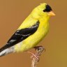 GoldFinch