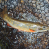 pa_native_golden