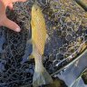 KeystoneAngling