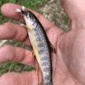 OldFishStick