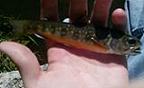 buckmasters243
