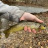 Wildbrowntrout