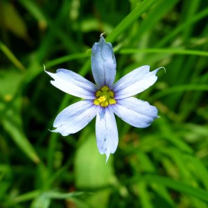 2010-06-02 - blue-eyed grass.JPG