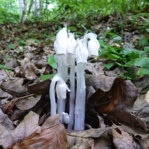 2014-07-02  - Indian Pipes.JPG