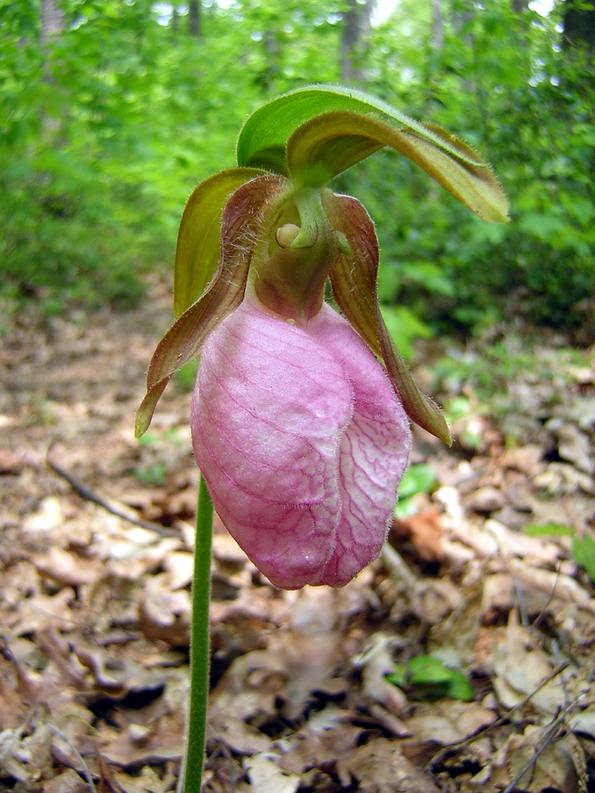 2009-05-25 - Lady Slipper Orchid.JPG