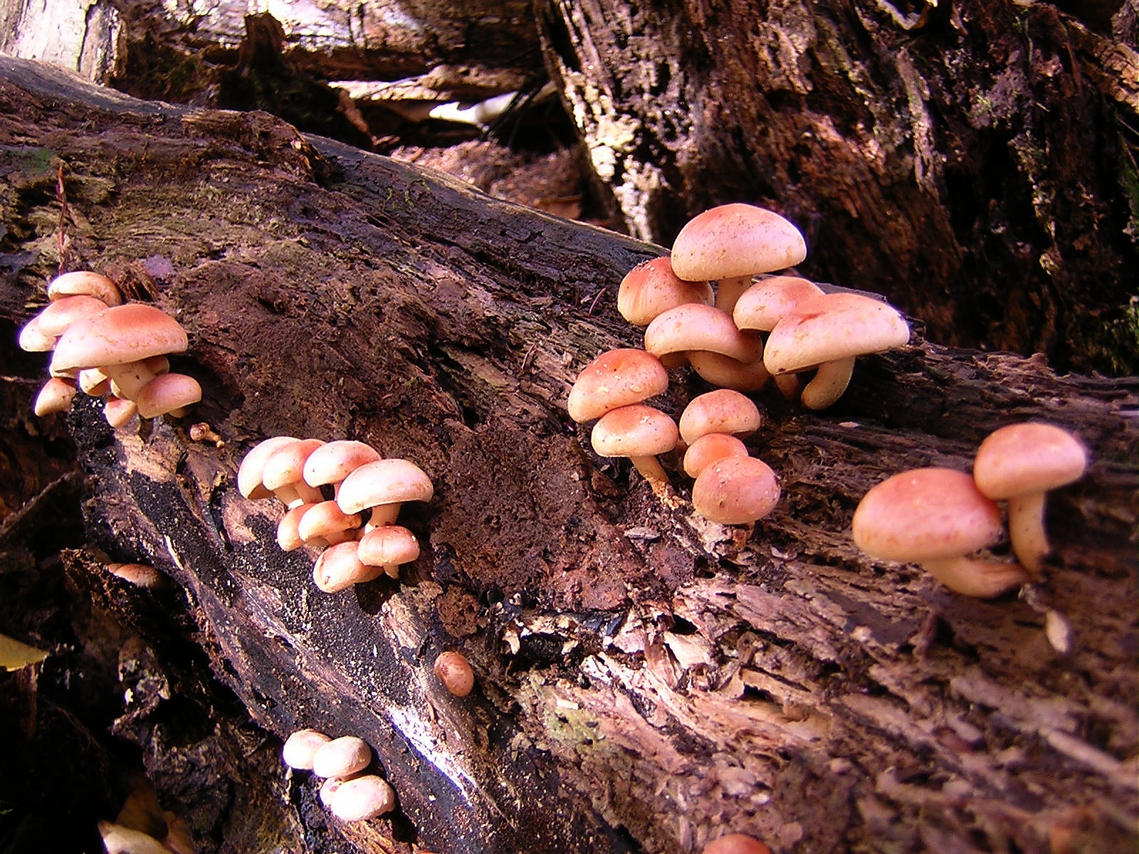 2009-10-25 Streamside Fungus.JPG