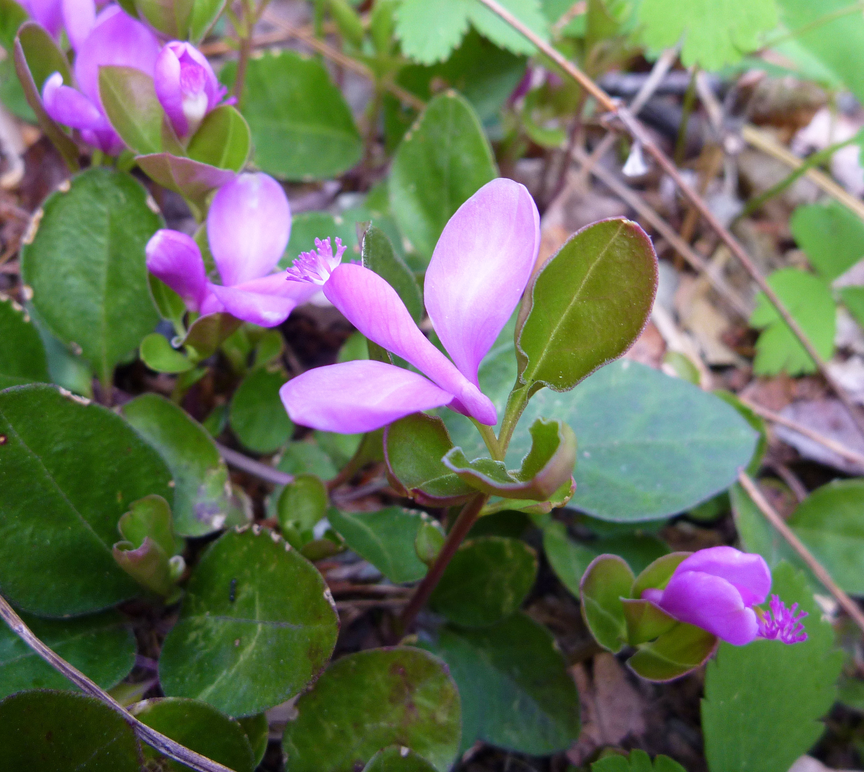 2010-05-01  - Polygala paucifolia.JPG