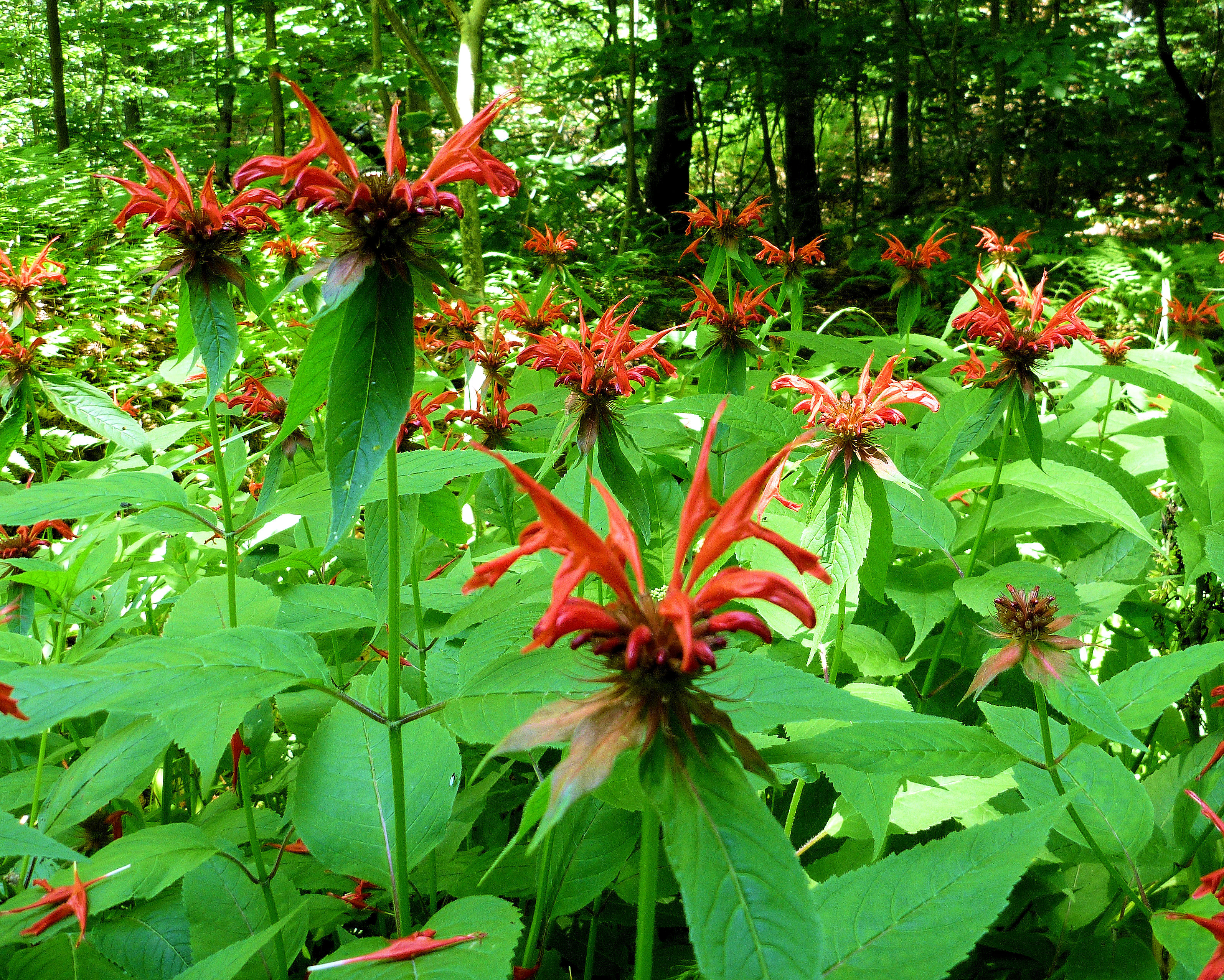 2010-07-07 - Bee Balm.JPG