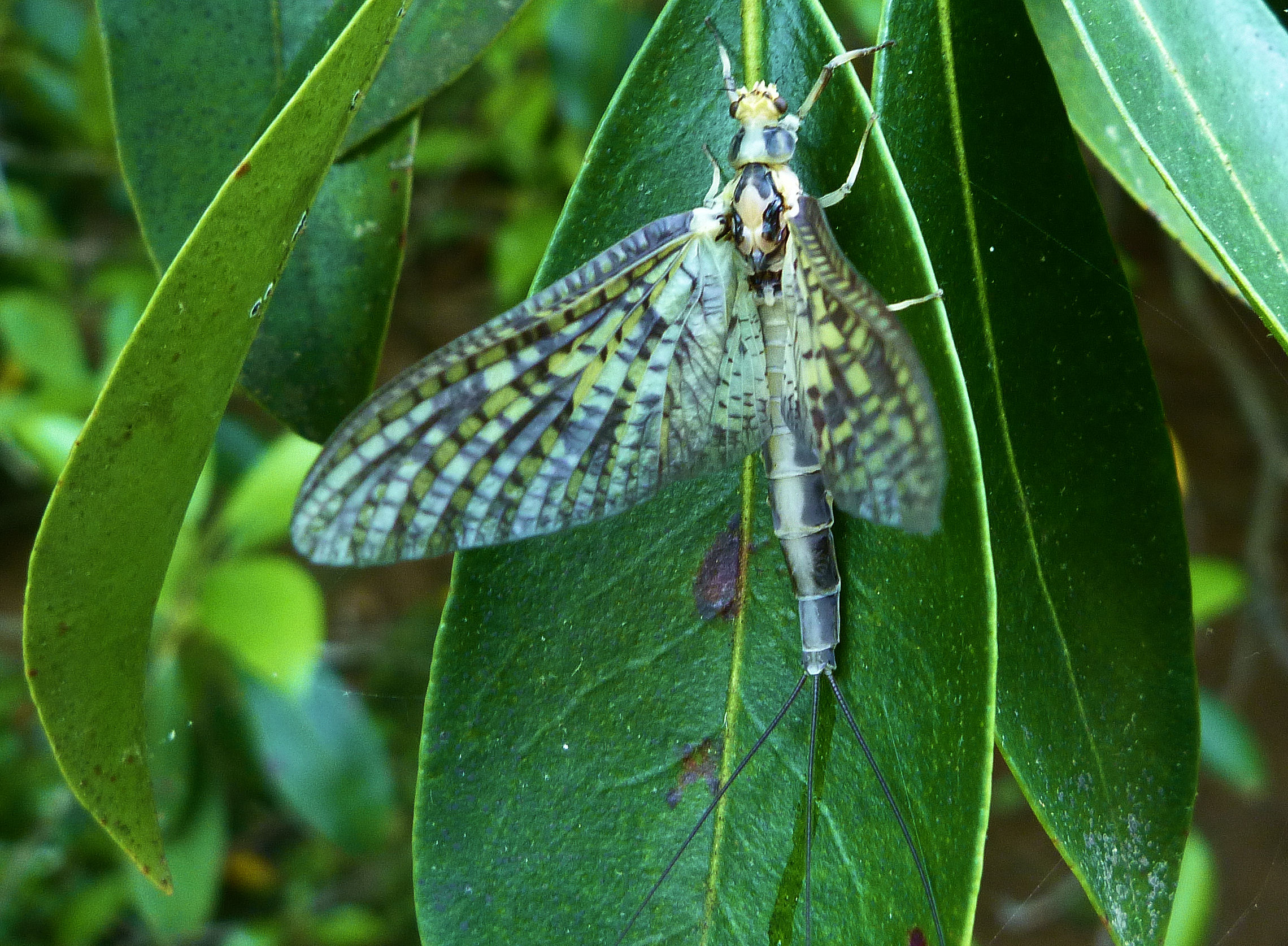 2011-05-31 Meadow Run 5 - green drake.JPG