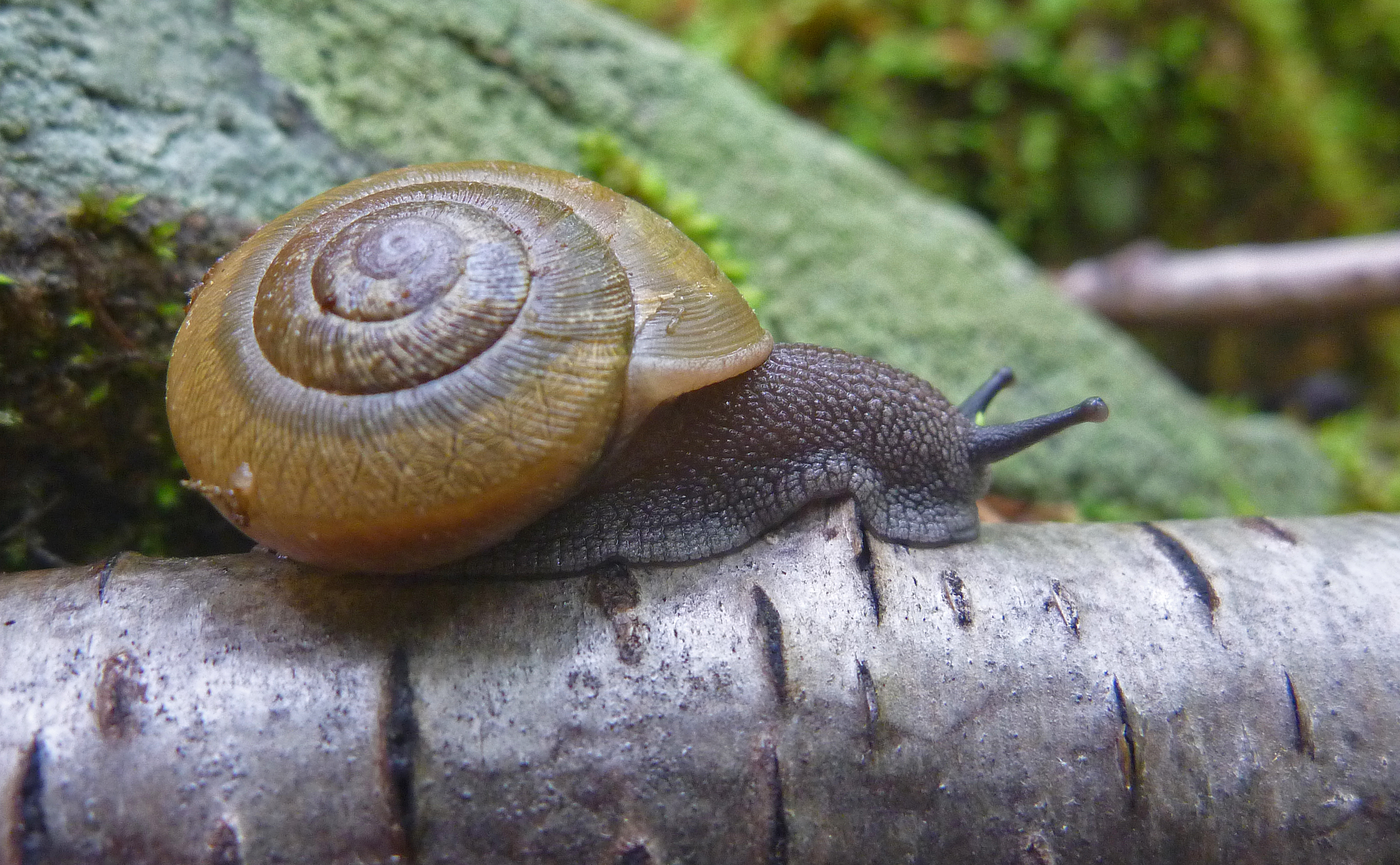 2017-05-20 Fayette Blue Line - Snail.JPG