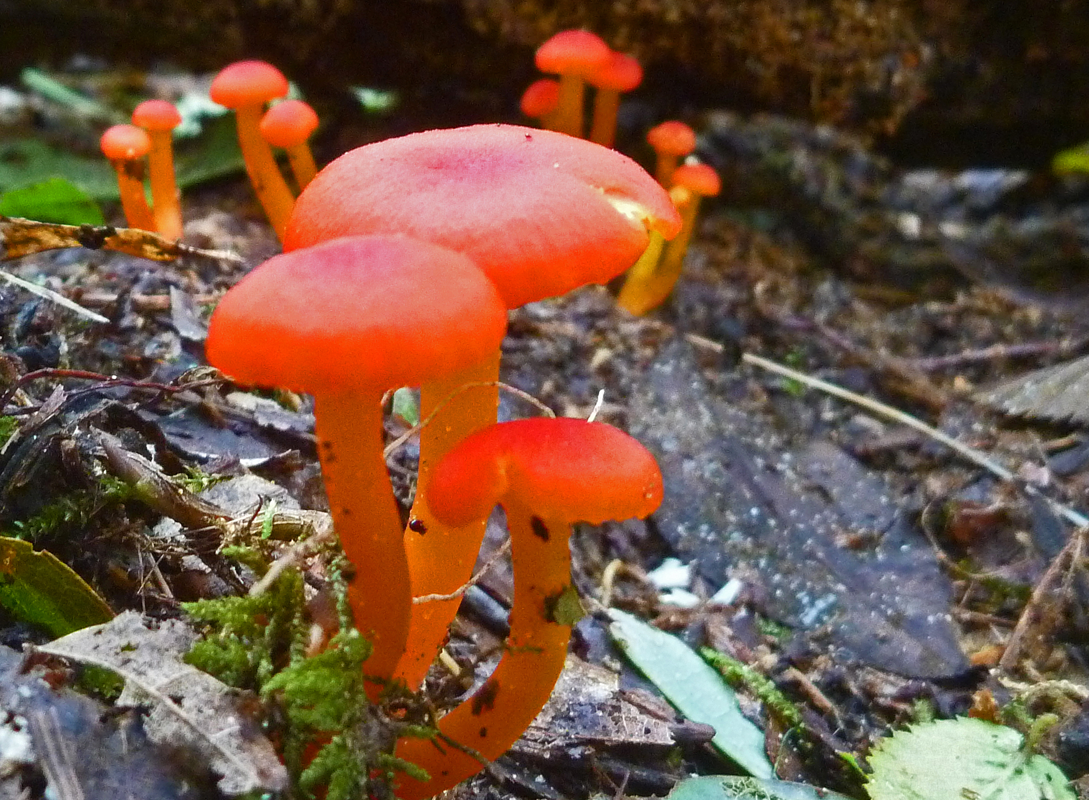 2017-09-07 Streamside Fungus.JPG
