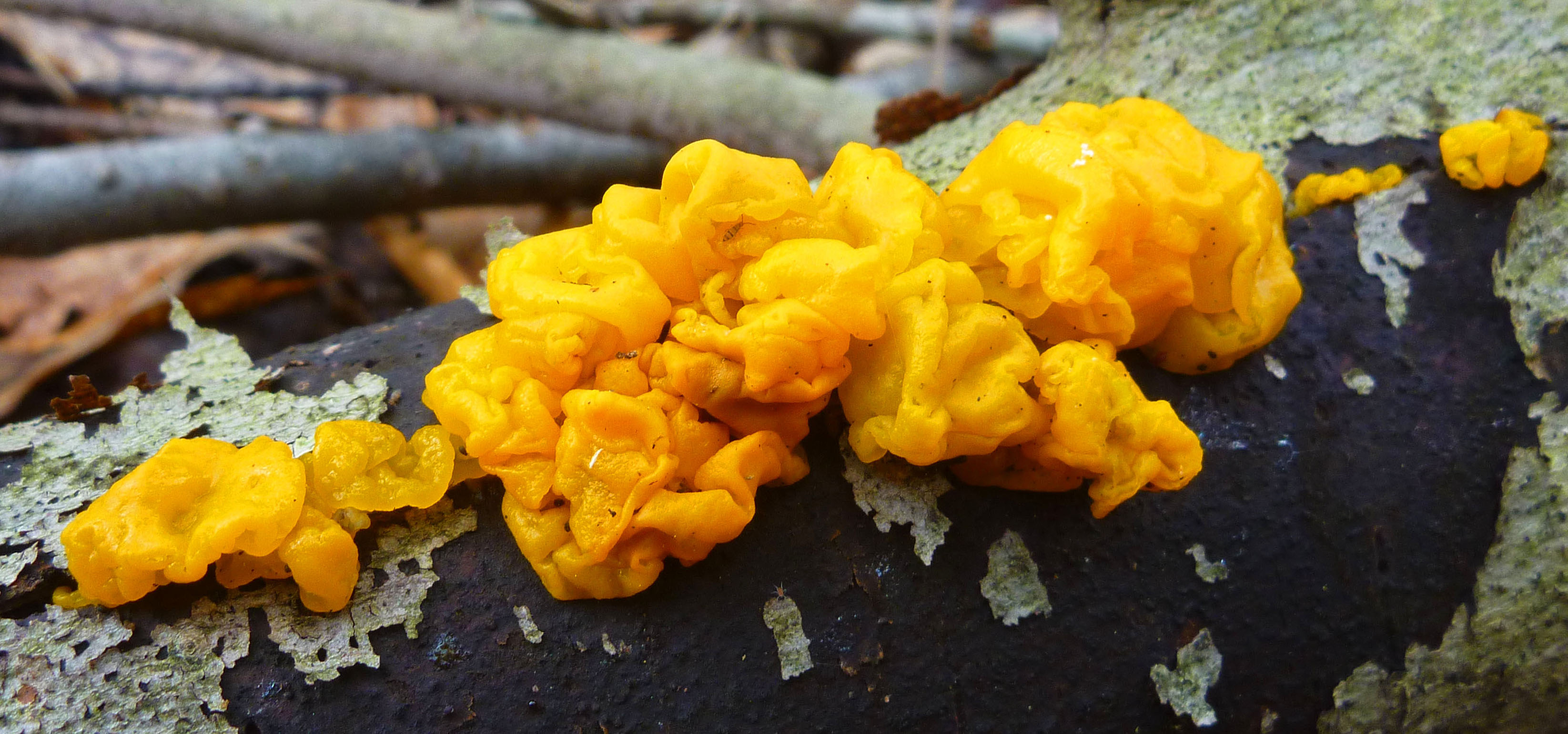 2018-05-05 Streamside Fungus.JPG